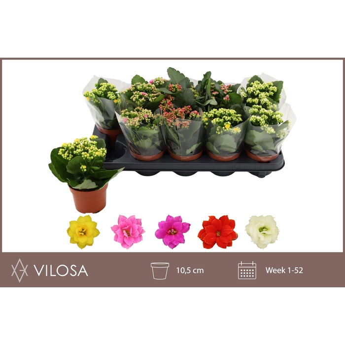 <h4>KAL GE GEM 5 KL</h4>