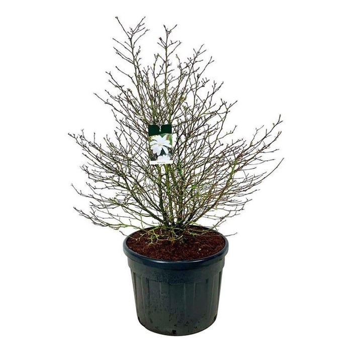 <h4>Magnolia stellata</h4>