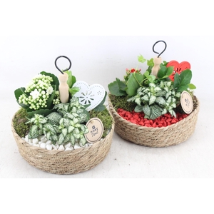 Arr2 Pl - Mand Etagere X3 - Rood/wit