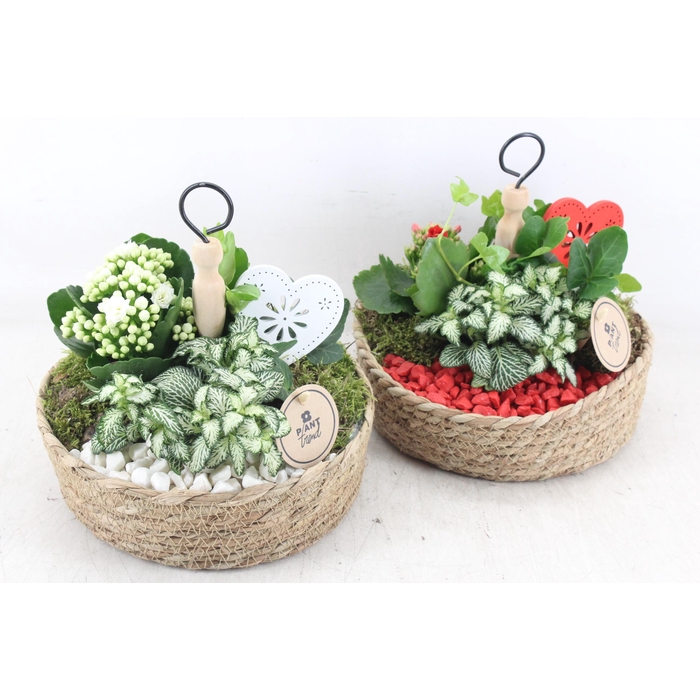 <h4>Arr2 Pl - Mand Etagere X3 - Rood/wit</h4>