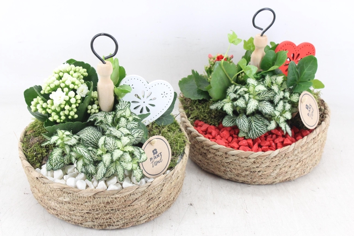 <h4>arr2 PL - Mand etagere x3 - rood/wit</h4>