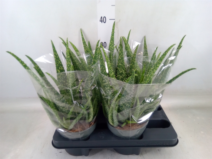<h4>Aloe vera</h4>