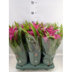 Guzmania  'Deseo Pink'