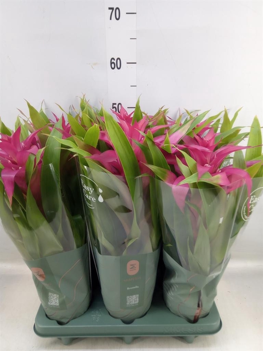 <h4>Guzmania 'Deseo Pink'</h4>