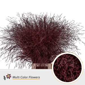 Panicum paint bordeaux
