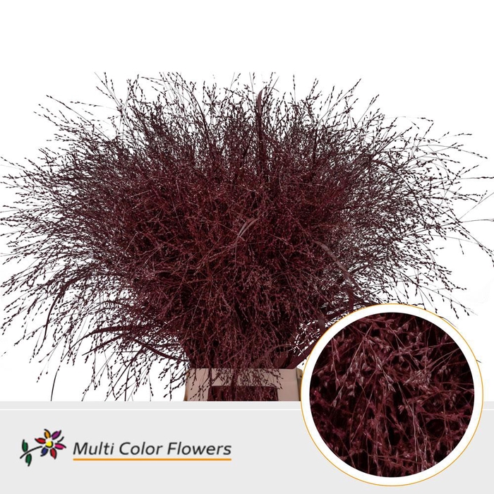 <h4>Panicum paint bordeaux</h4>