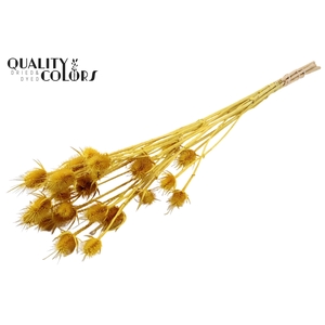 Cardi Distel Bleached 5pc/bunch 70cm Yellow