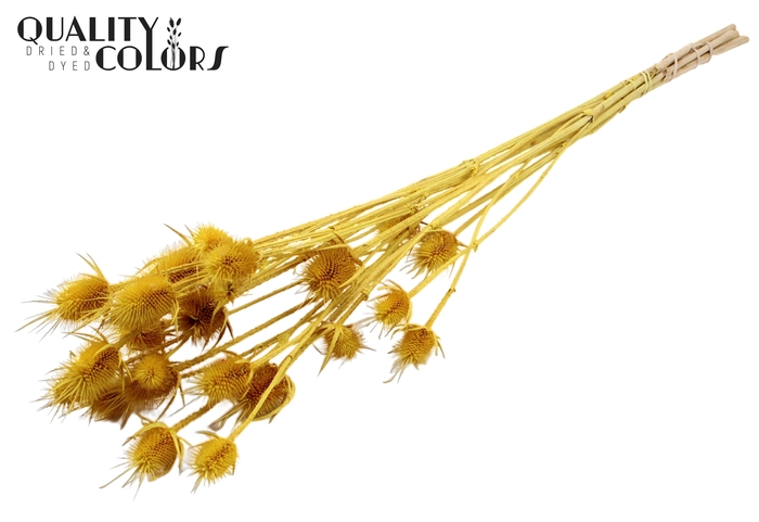 <h4>Cardi Distel Bleached 5pc/bunch 70cm Yellow</h4>