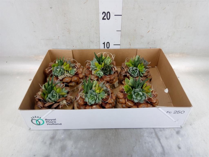 <h4>Arr.  Succulents L%</h4>