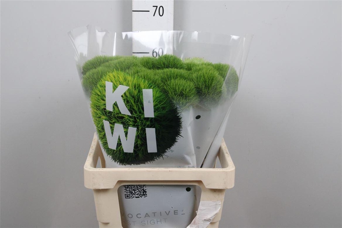 <h4>Di Barb Kiwi Mellow</h4>