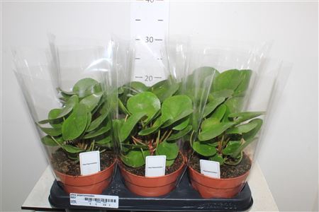 <h4>Pilea Peperomioides</h4>