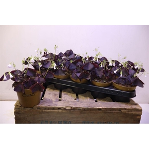 Oxalis Triangularis