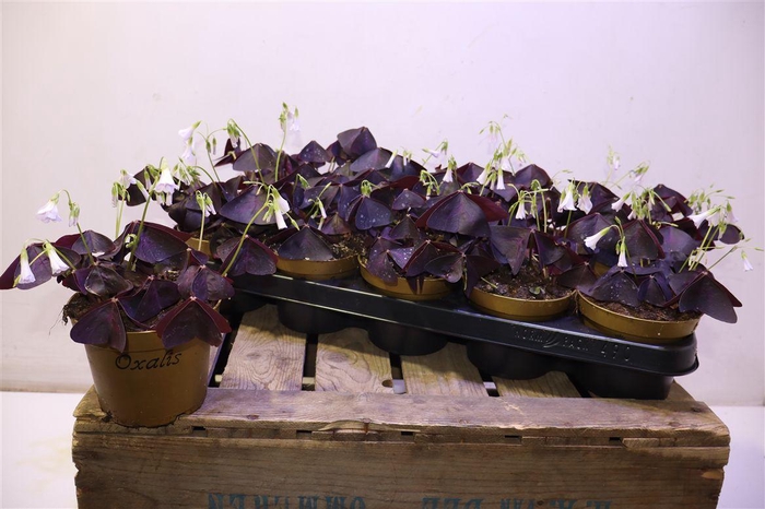 Oxalis Triangularis