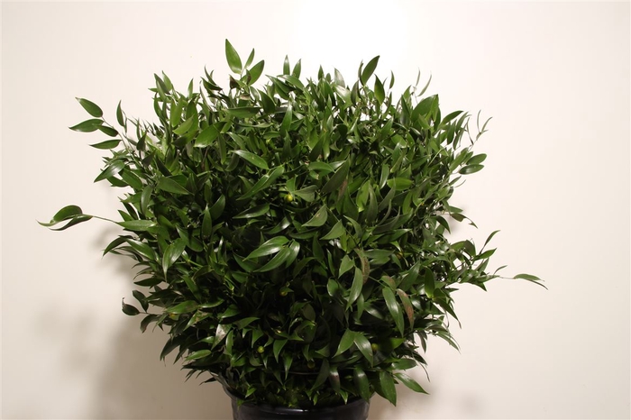 <h4>Ruscus Medium 200gr 10 Stems P Bunch</h4>