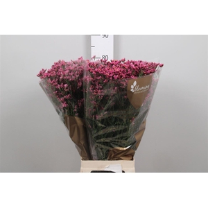 Limonium Sinense Tiffany Diamond