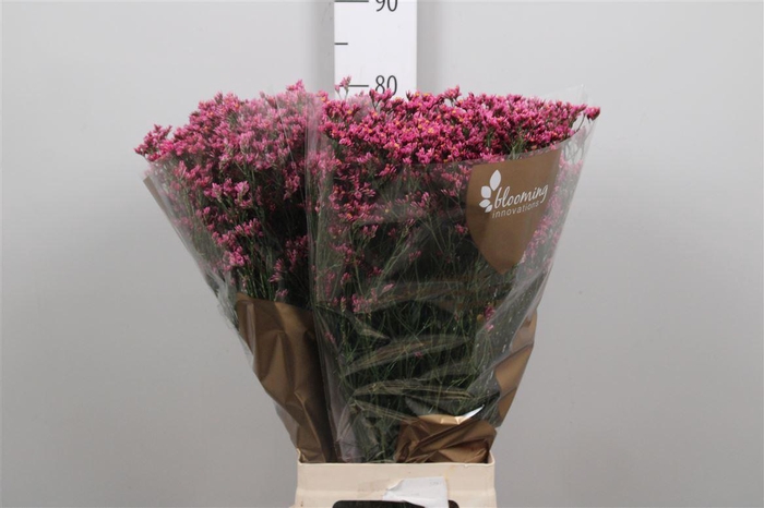 <h4>Limonium Sinense Tiffany Diamond</h4>