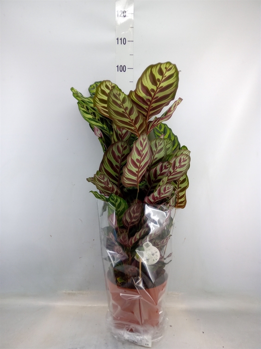 <h4>Calathea makoyana</h4>