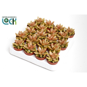 SEDUM OV