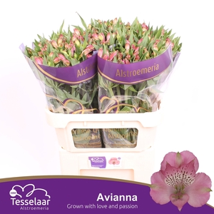 Alstroemeria Avianna