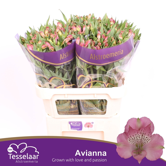 <h4>Alstroemeria Avianna</h4>