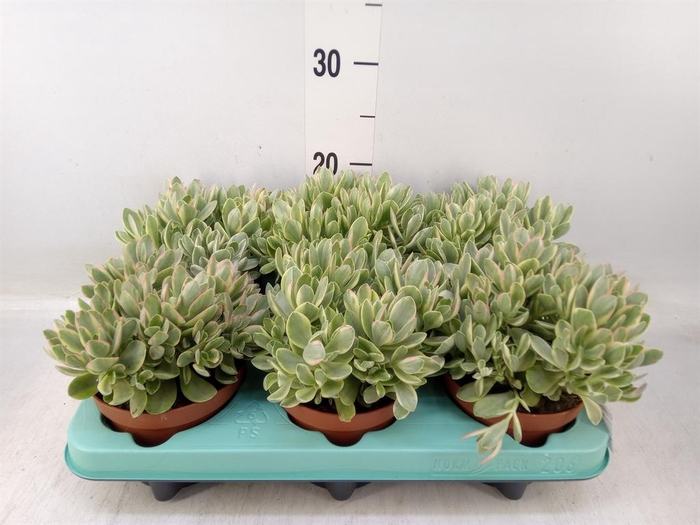 <h4>Crassula   ...</h4>