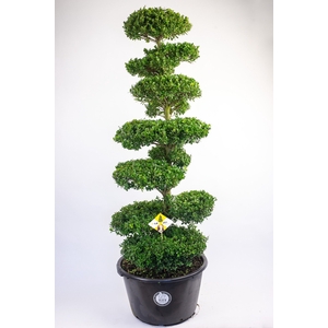 Ilex crenata 'Dark Green' Bonsai XL 175cm