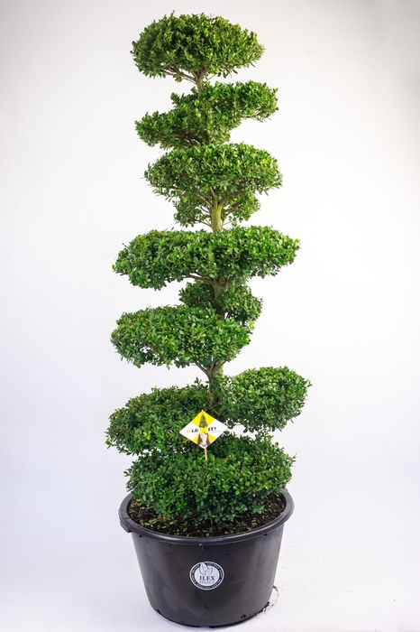 <h4>Ilex crenata 'Dark Green' Bonsai XL 175cm</h4>