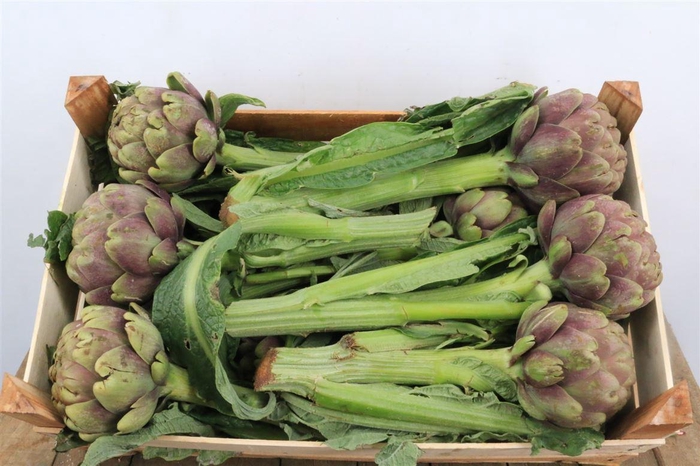 <h4>Cynara Scolymus</h4>