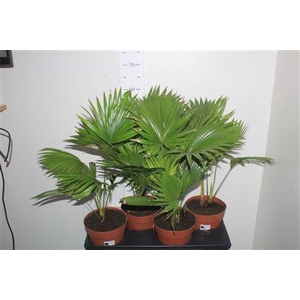 Livistona Rotundifol Bladpunt