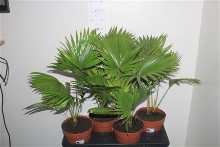 <h4>Livistona Rotundifol Bladpunt</h4>