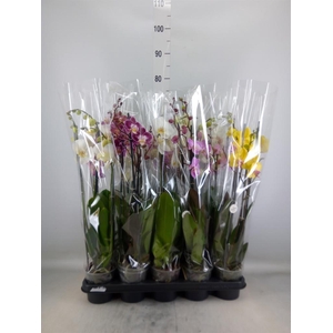 Phalaenopsis   ...mix