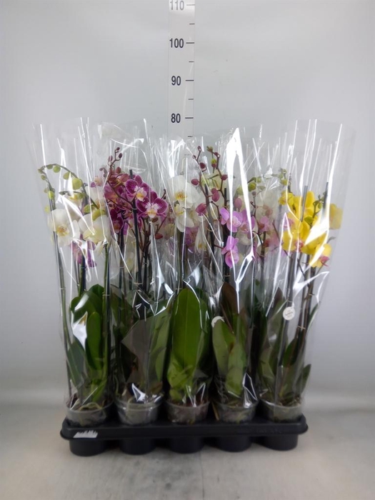 <h4>Phalaenopsis   ...mix</h4>