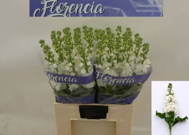 <h4>MATTH AIDA WHITE</h4>