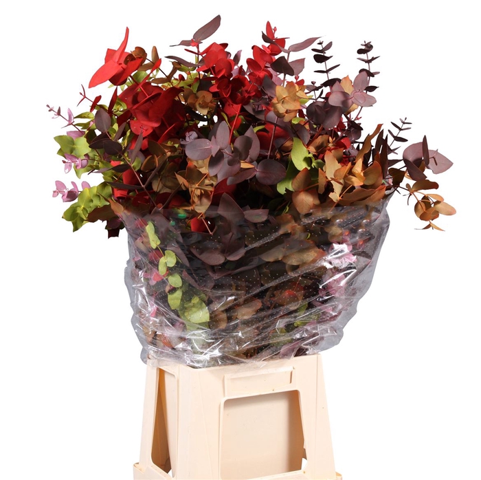 Eucalyptus Cinerea Arlecchino