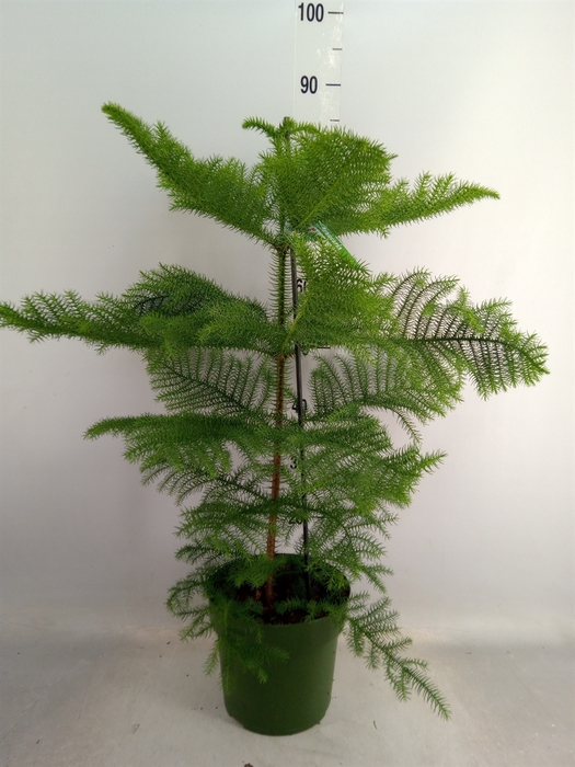 <h4>Araucaria heterophylla</h4>