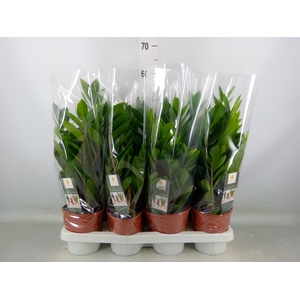 Zamioculcas zamiifolia