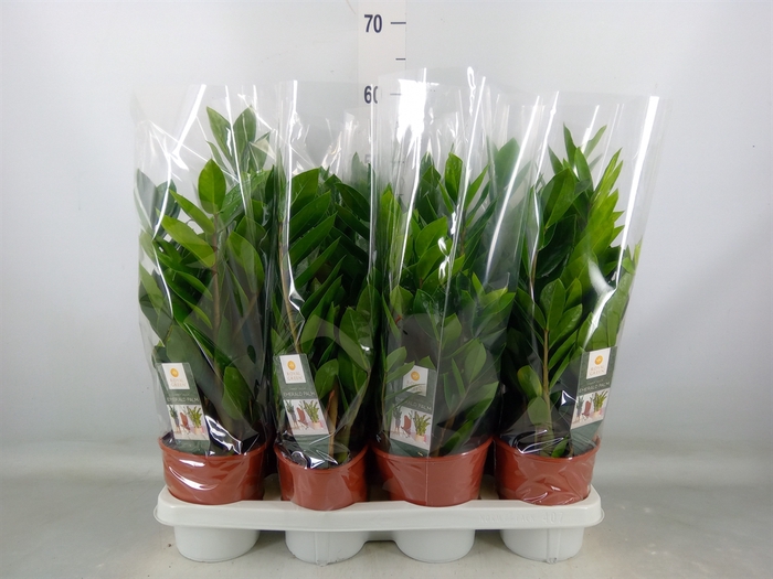 <h4>Zamioculcas zamiifolia</h4>