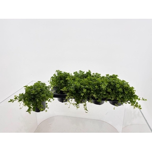 Peperomia rotundifolia