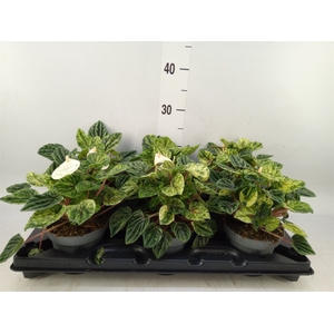 Peperomia