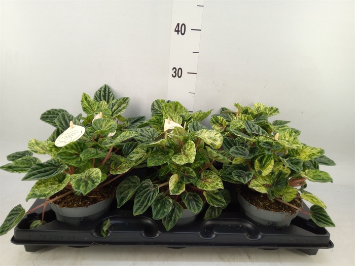 <h4>Peperomia</h4>