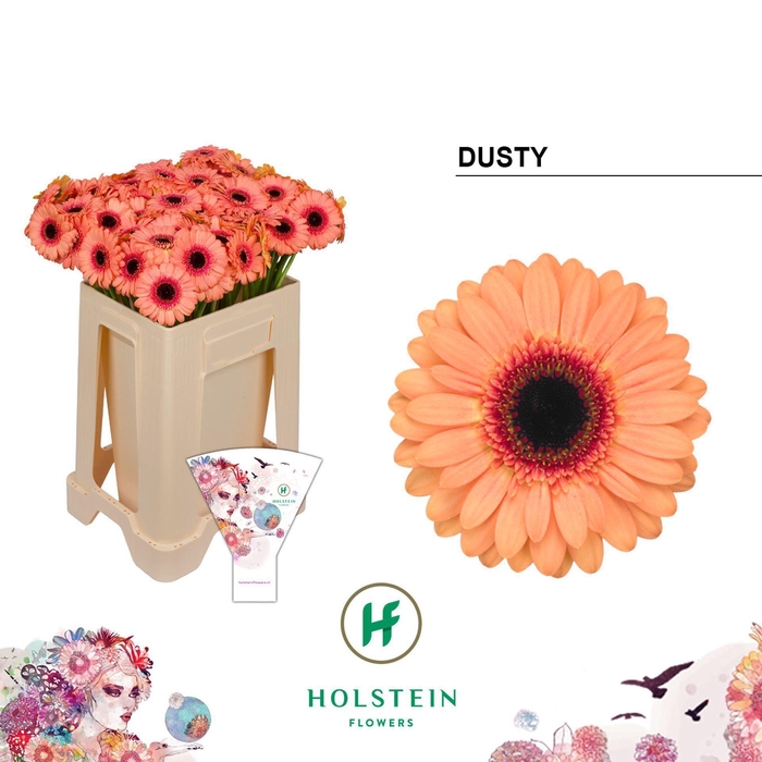 <h4>GERBERA MI 'DUSTY'</h4>
