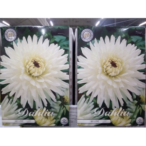 Dahlia   ...flowerbulbs