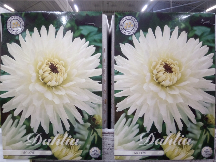 <h4>Dahlia   ...flowerbulbs</h4>