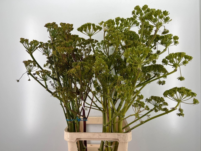 <h4>FOENICULUM VULGARE FERULE ZAAD PER</h4>