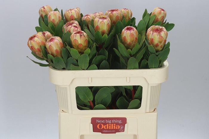 <h4>Protea Grandicolor</h4>