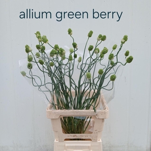 Allium green berry