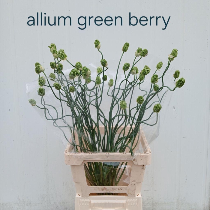 <h4>Allium green berry</h4>