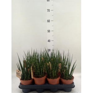 Sansevieria 'Fernwood'