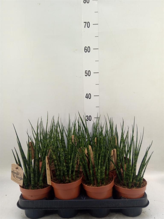 <h4>Sansevieria 'Fernwood'</h4>