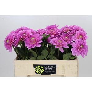 Dahlia Pink Pop
